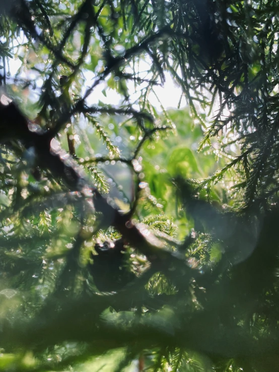 an image of tree nches with sunlight shining on them