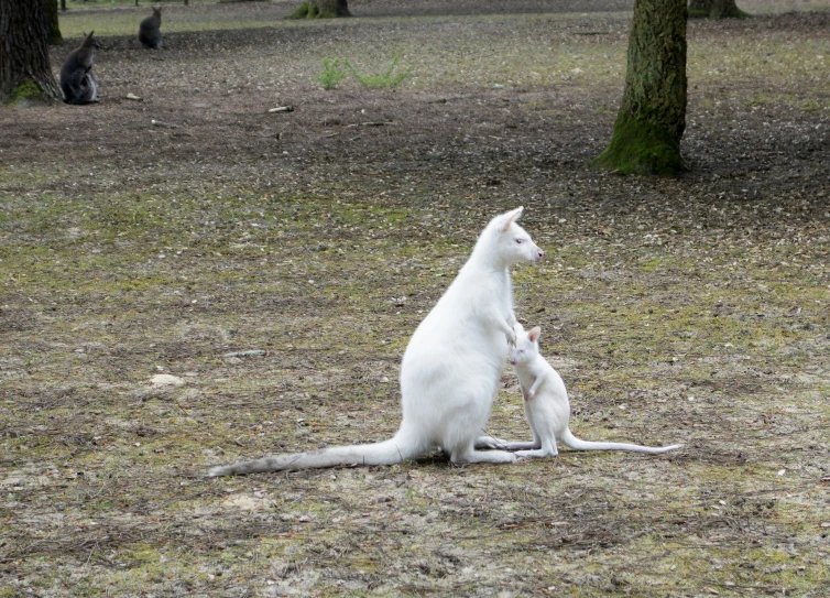 a white cat plays with a baby goat in an open field