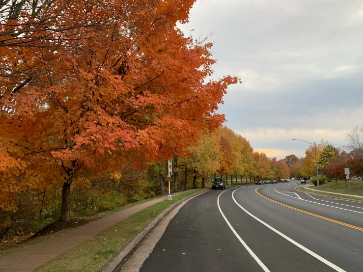 this is an empty road with some trees on both sides