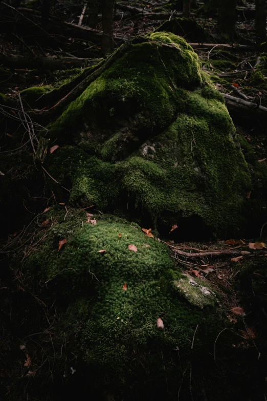 a rock with green grass growing on it