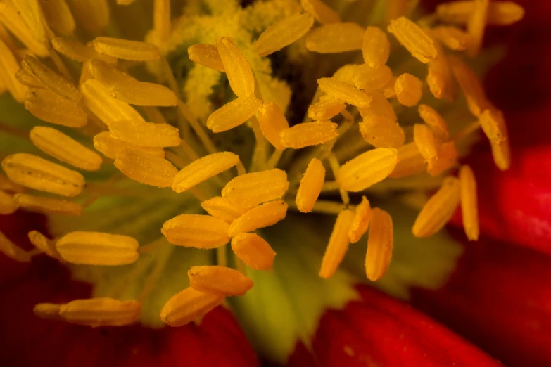 a close - up of a flower with petals inside