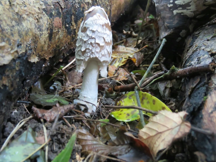 a small white mushroom among moss and fallen leaves