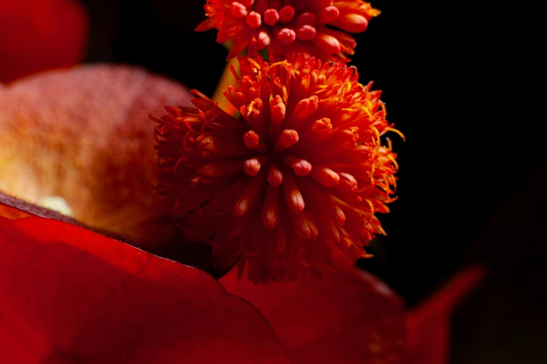 a close up view of an red flower