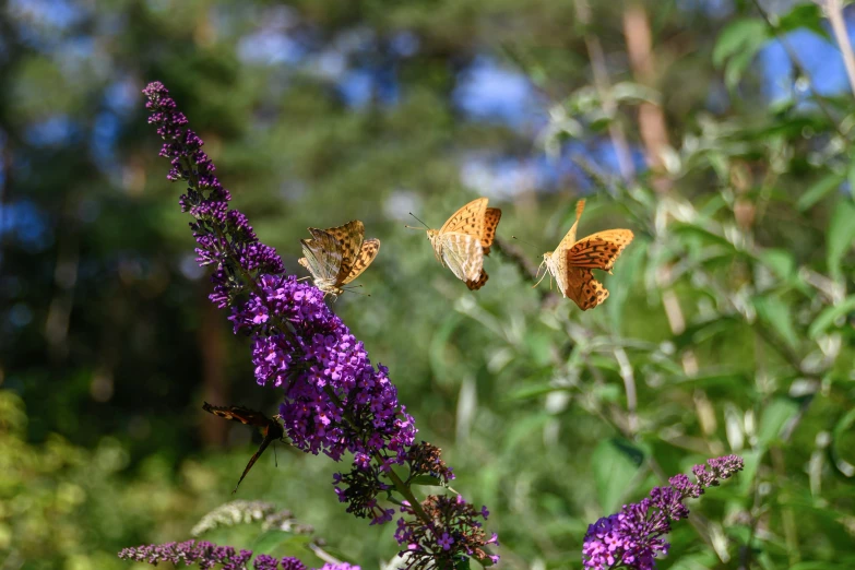 erflies on the plant in front of trees