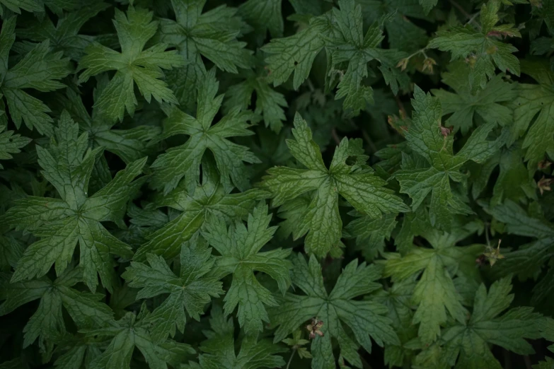 green leaves growing in the forest with rain falling on them