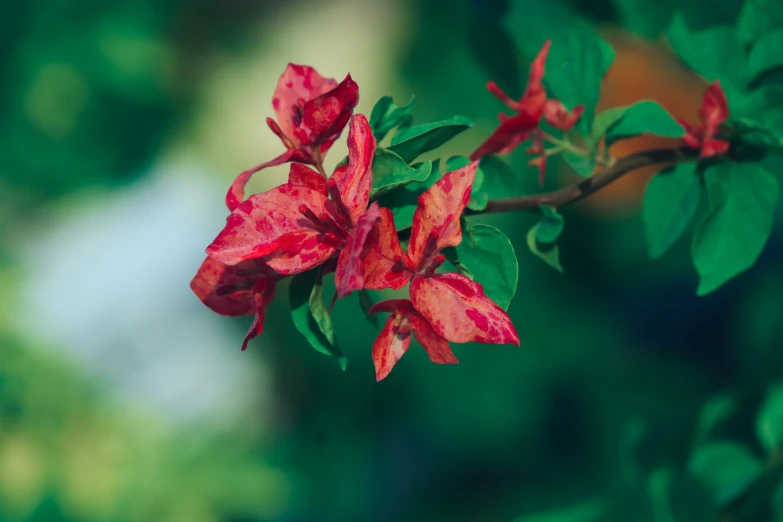 a nch with a red flower hanging off the side of it