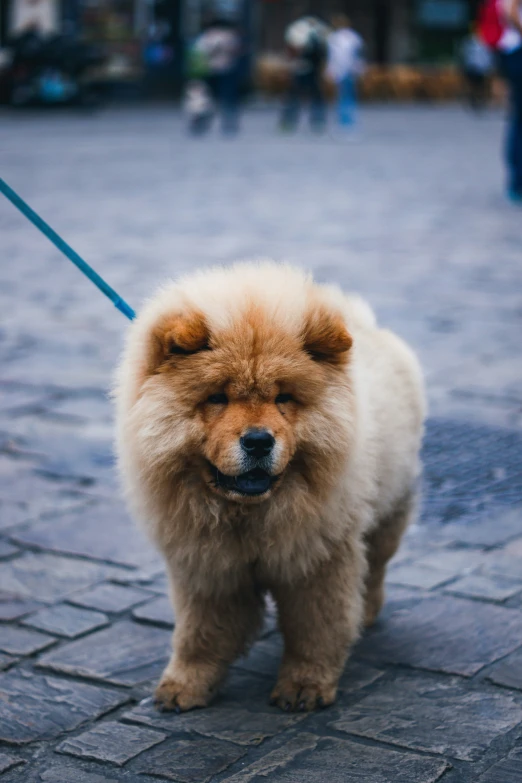 a dog with a leash on and head down