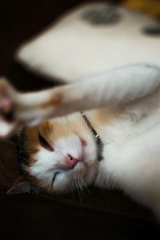 a close up of a cat on its back on the bed