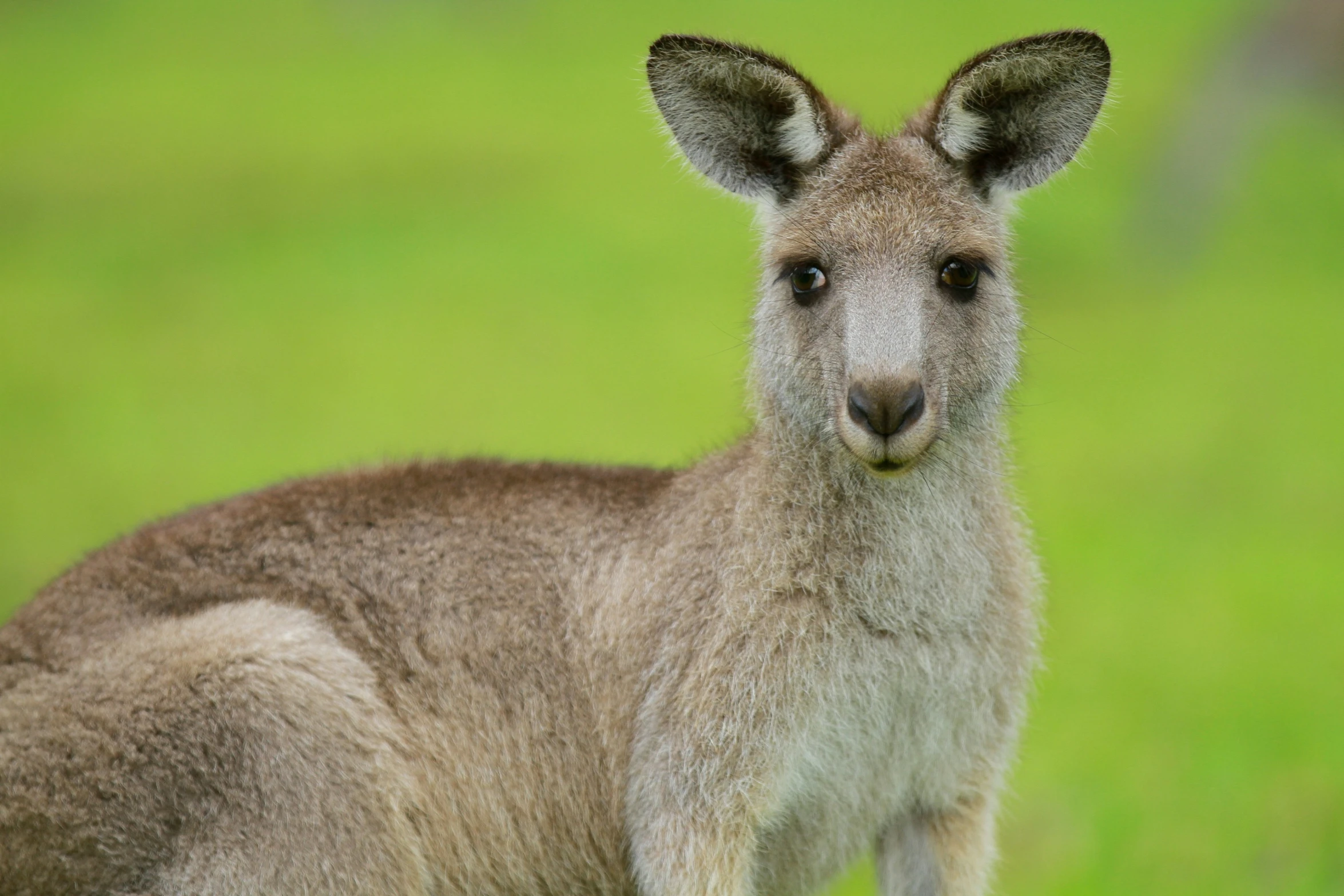 a close up of a kangaroo on a green field