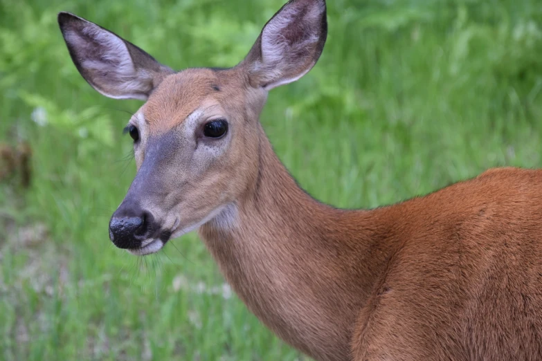 an image of a deer in a green grass field