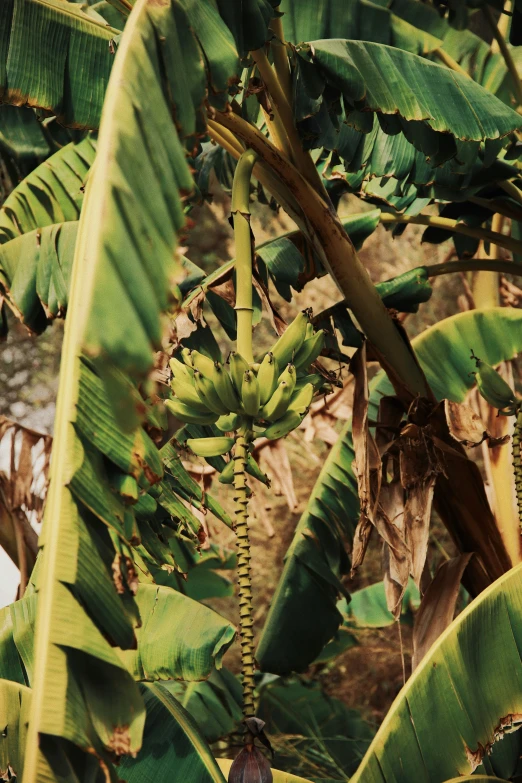 a banana tree that is being unripe