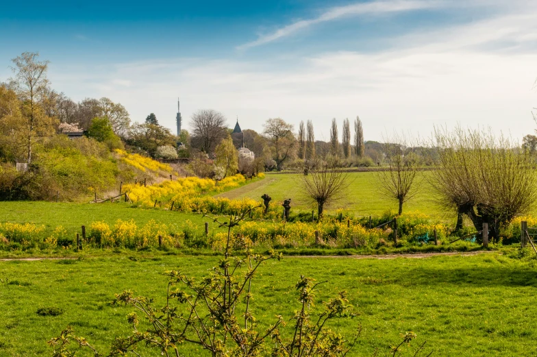 the green landscape has bright yellow flowers growing on it