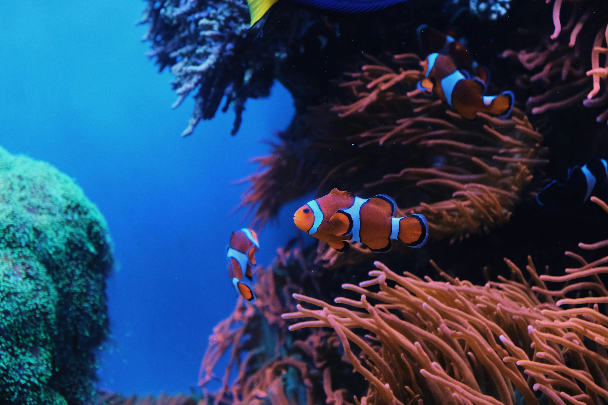 anemone fishes in a reef with corals