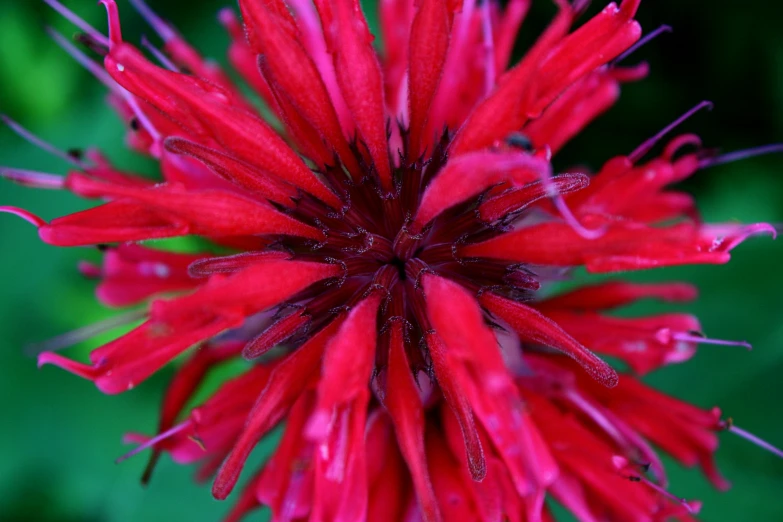 red flower with green leaves in background