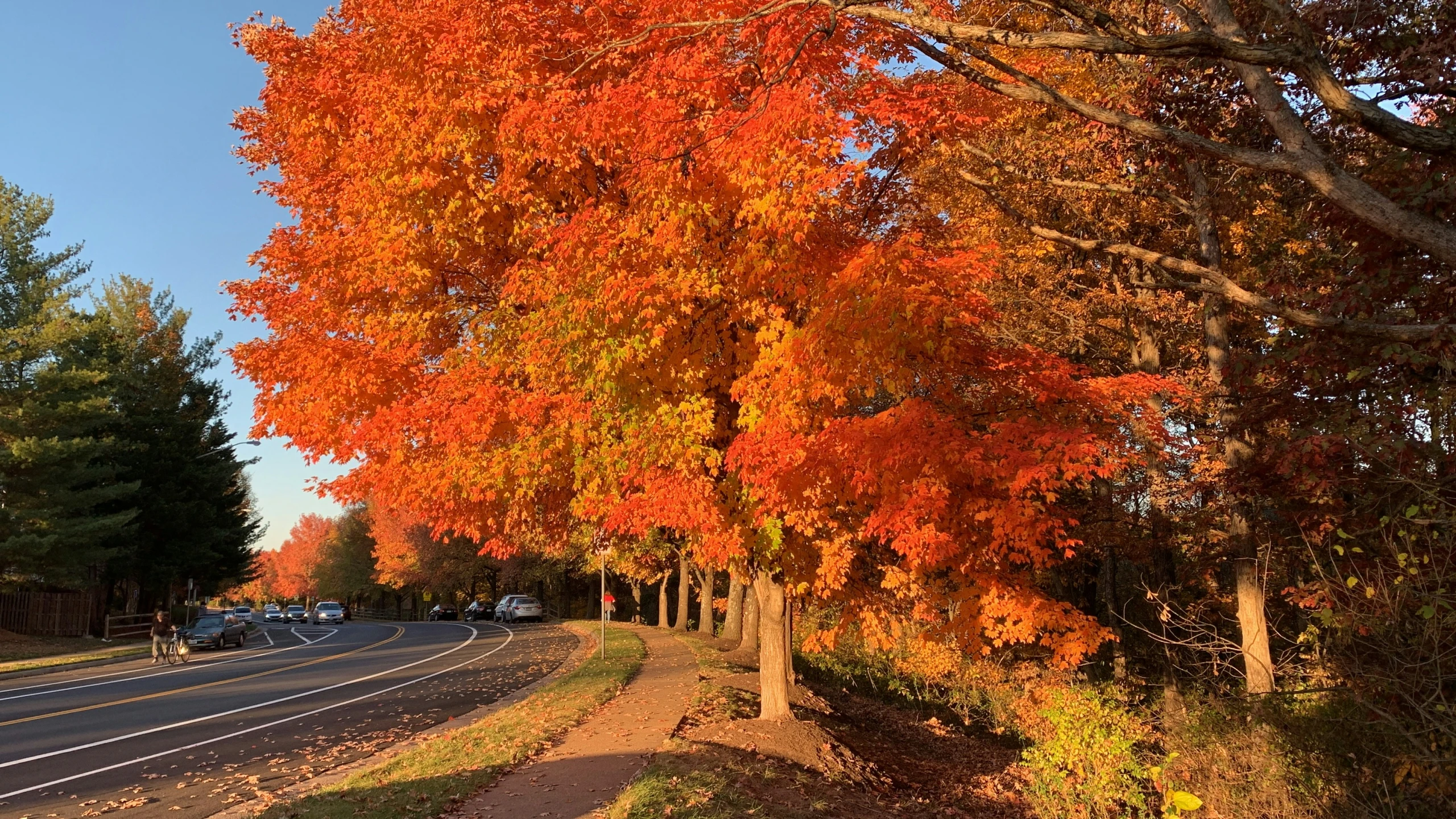 a street with trees turning in different colors during autumn