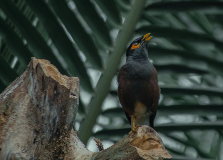 a black bird with yellow eyes perched on a tree