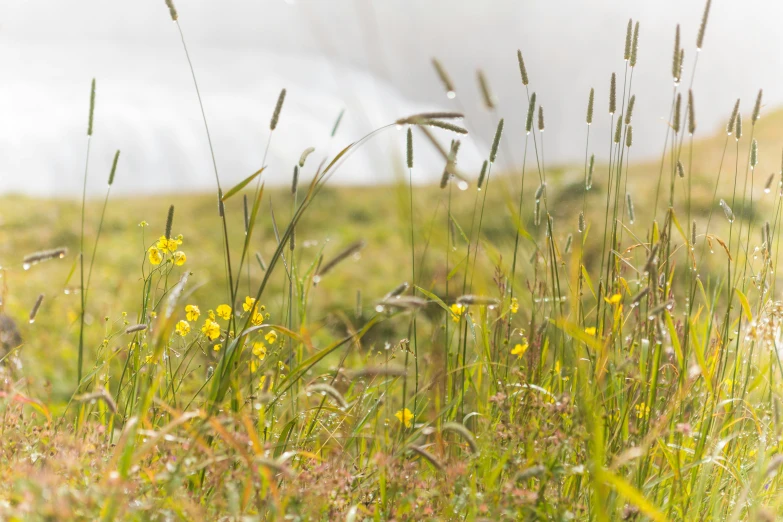 yellow flowers blooming in a green grassy field