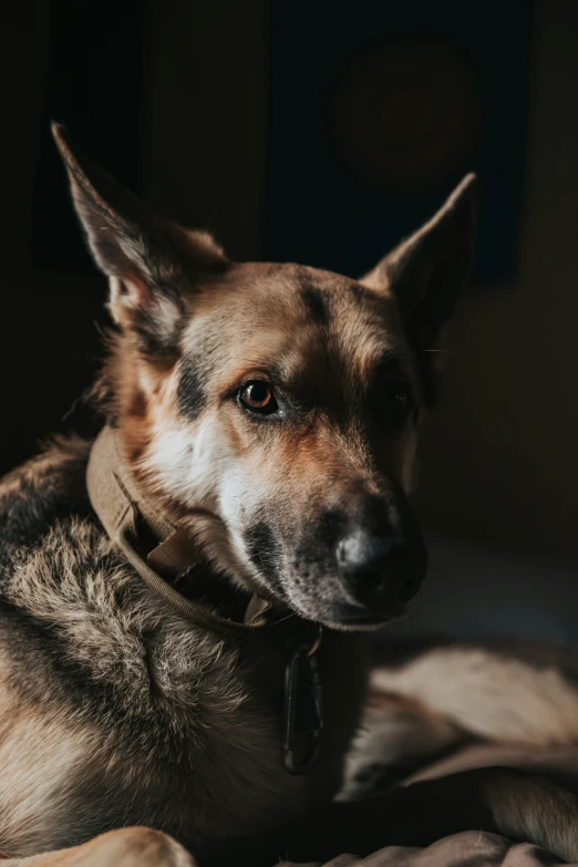 a very cute furry dog laying on the bed