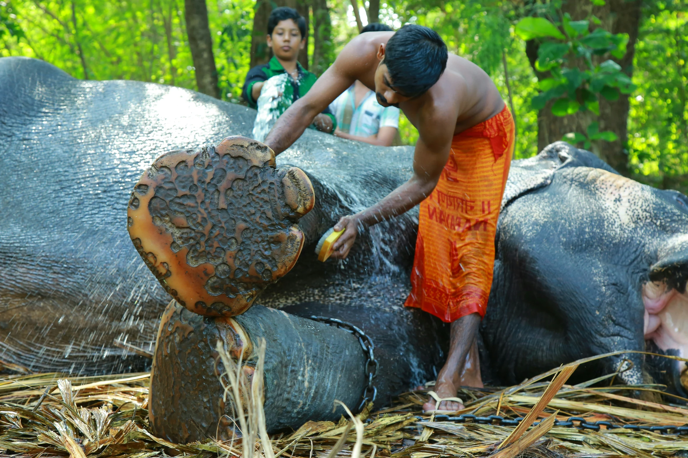 a man in orange clothes and others in the background brushing out an animal