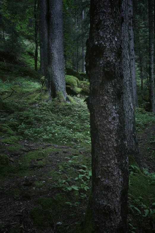 two trees in the woods with moss on the ground