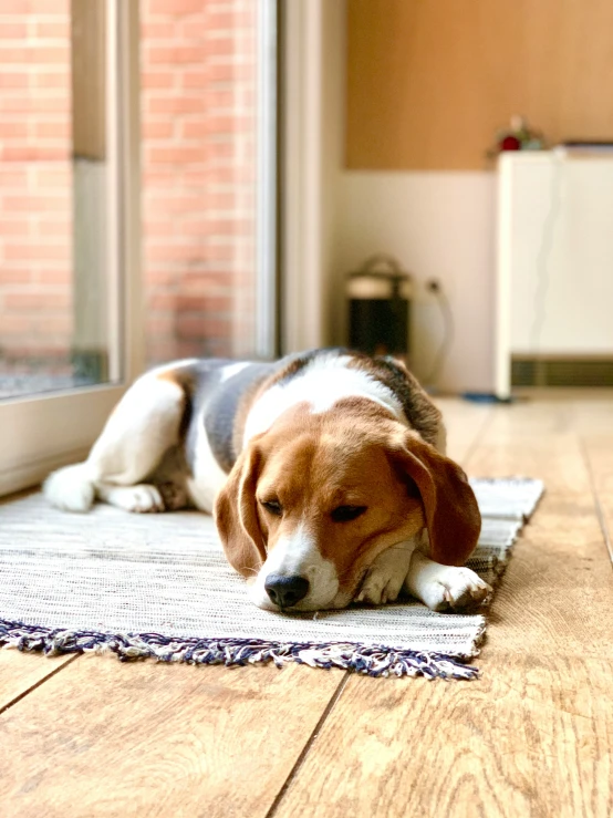 the small dog has a large paw on the floor