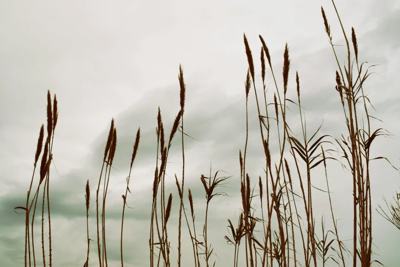 tall, thin, dry stalks of weeds are standing out in the open