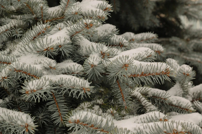 the pine nches are covered with white snow