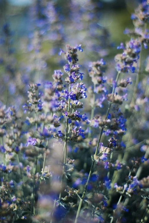 a lot of flowers that are in the field