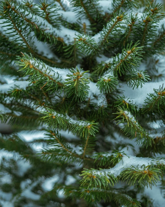 a large tree filled with lots of snow