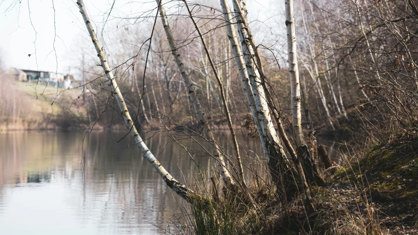 a bunch of bare trees and water with white and black leaves