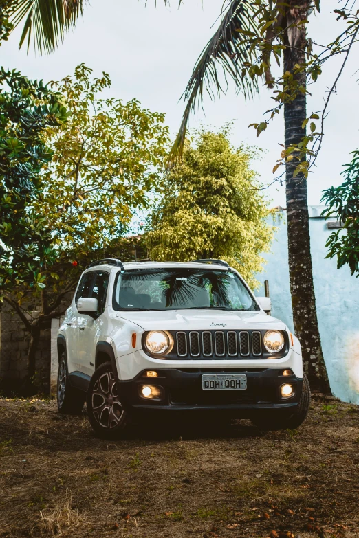 a jeep driving past a tall palm tree