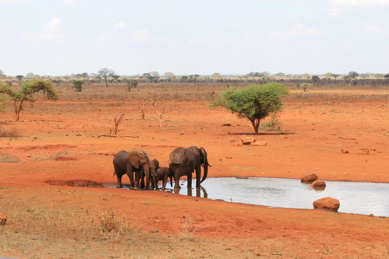 three elephants are drinking water from a pond in the desert