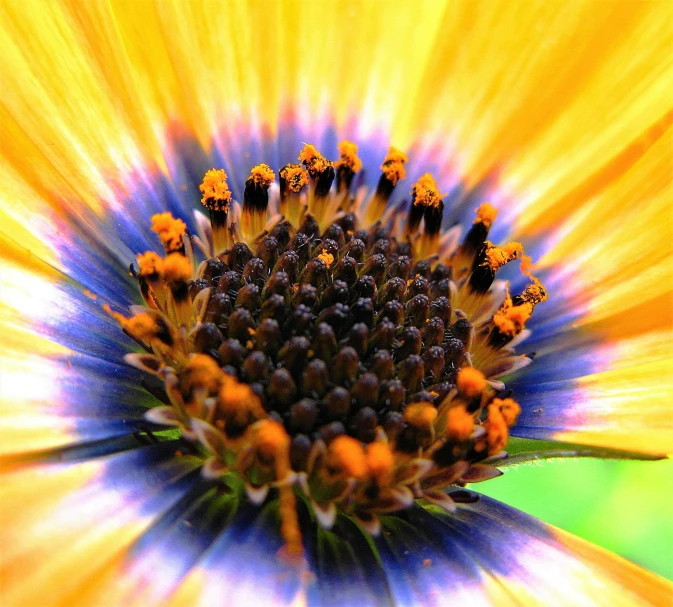 the center of a sunflower with bee pollen