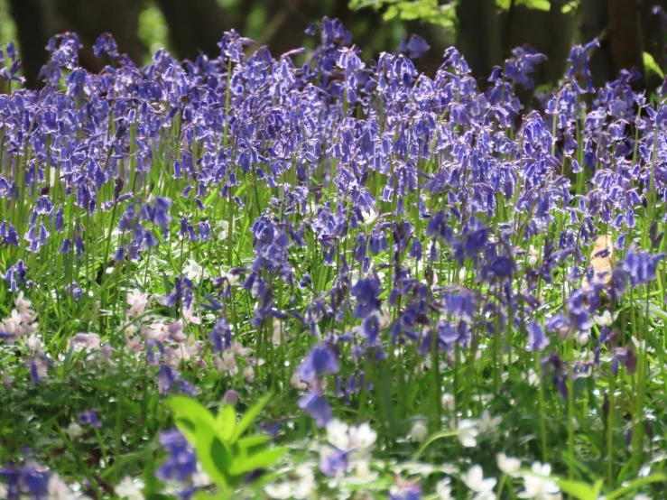 a lush green and white field covered with blue and purple flowers