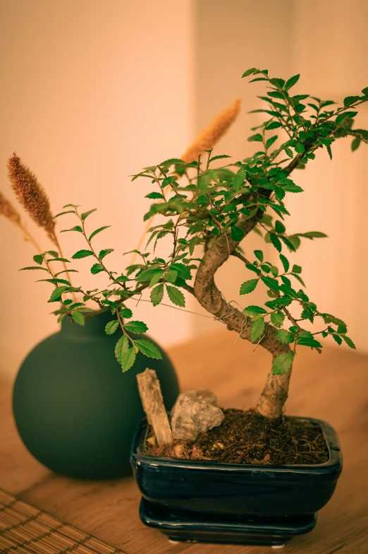 a bonsai tree sitting on top of a wooden table