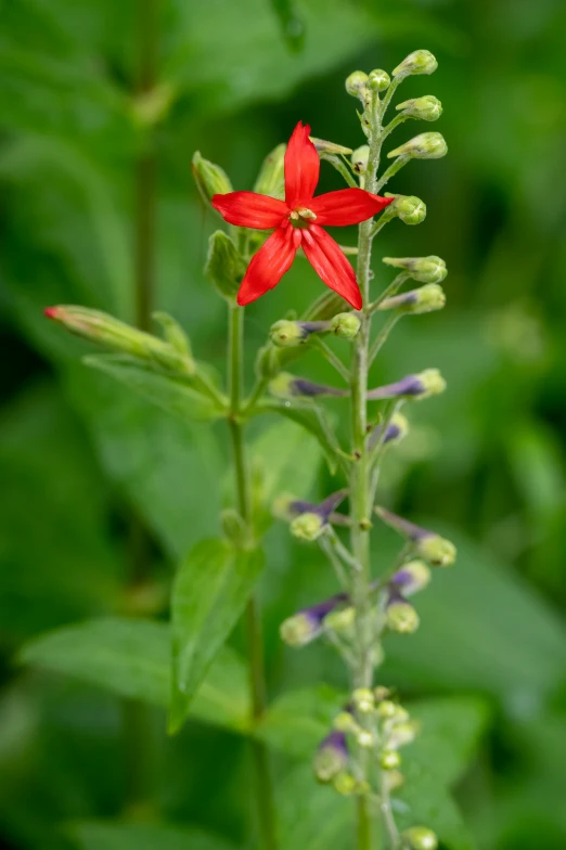 the red flower is blooming on the green leaves