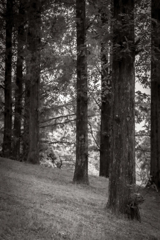 two young children walk in the woods through a clearing