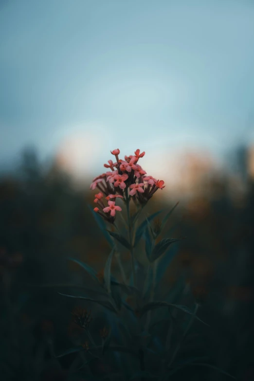 a flower is growing outside with other flowers near it