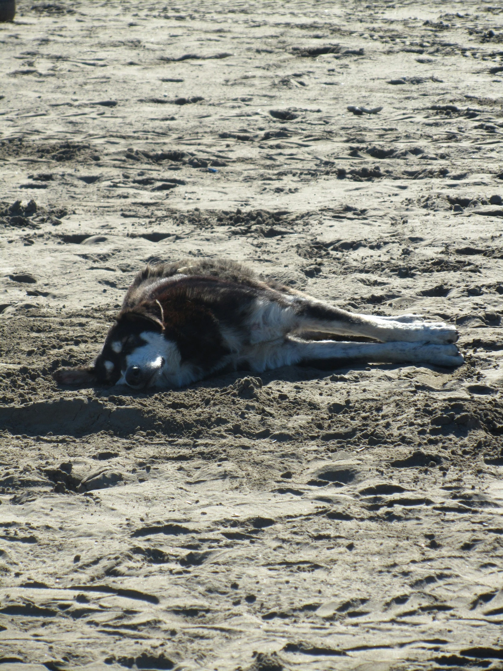 an animal is laying in the dirt near the beach