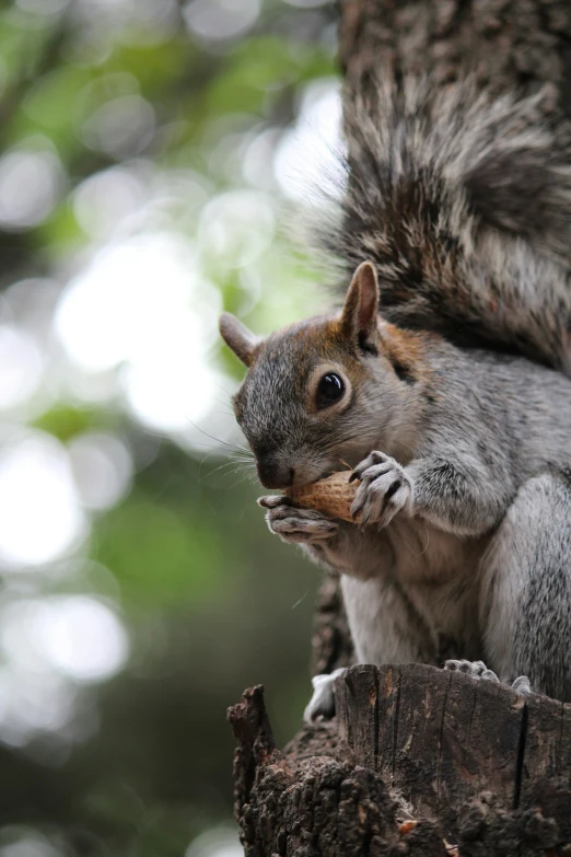 a squirrel is eating soing while sitting on top of a tree