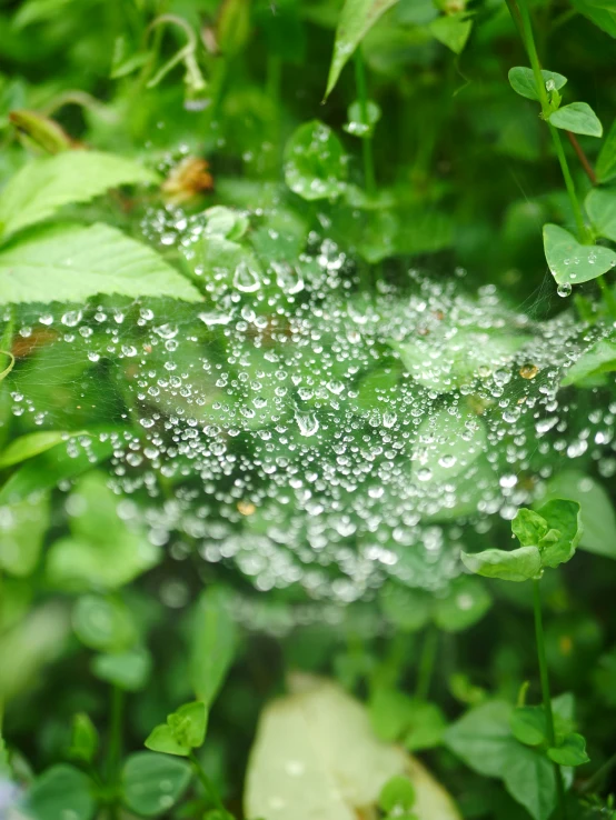 the droplets on the spider web are extremely clear