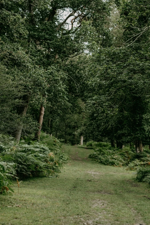 a road in a forest with lush green grass and trees