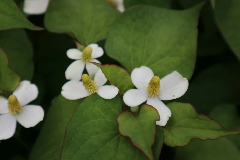several white flowers with dark green leaves in the middle