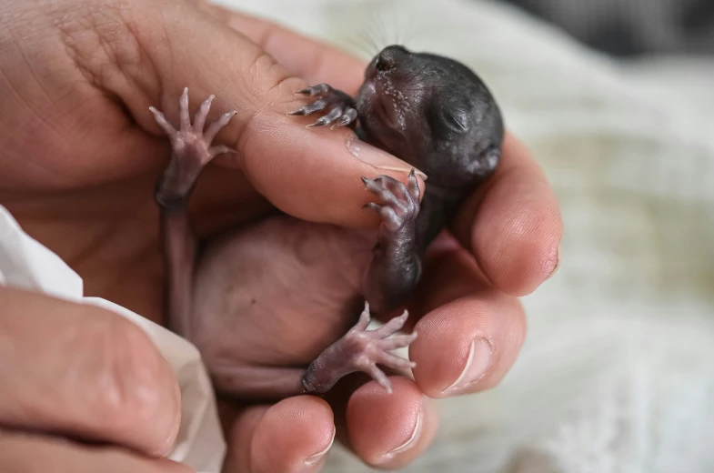 there are two hands holding a tiny animal