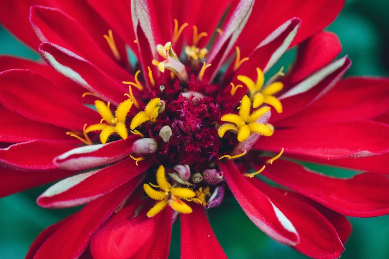 a red and white flower with yellow stamen on it