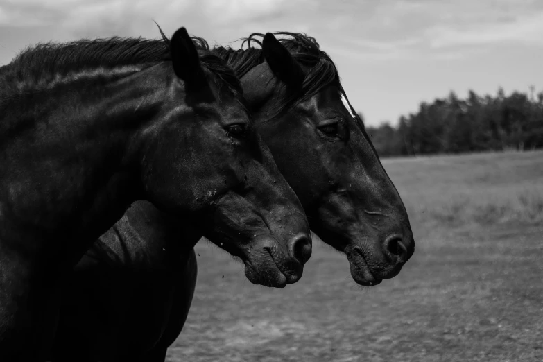 two black horses standing next to each other on a field