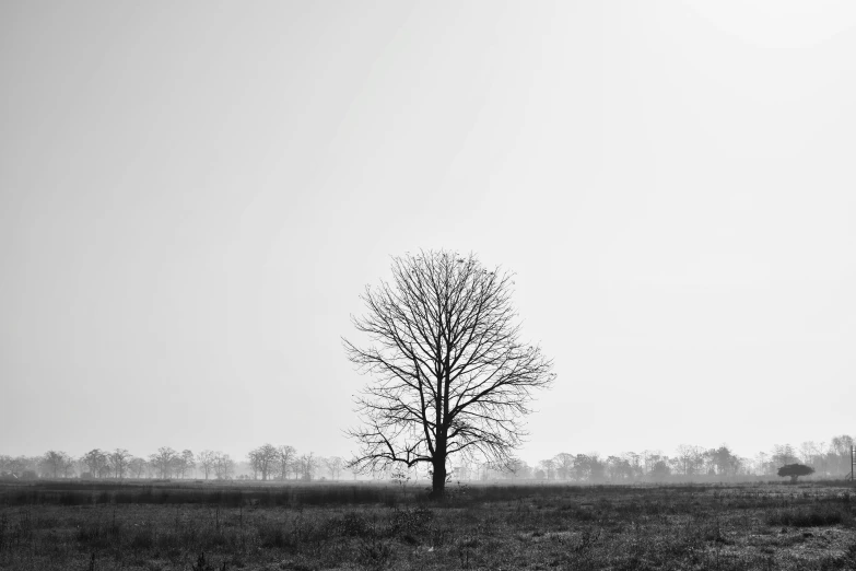 a lonely bare tree stands alone in the field