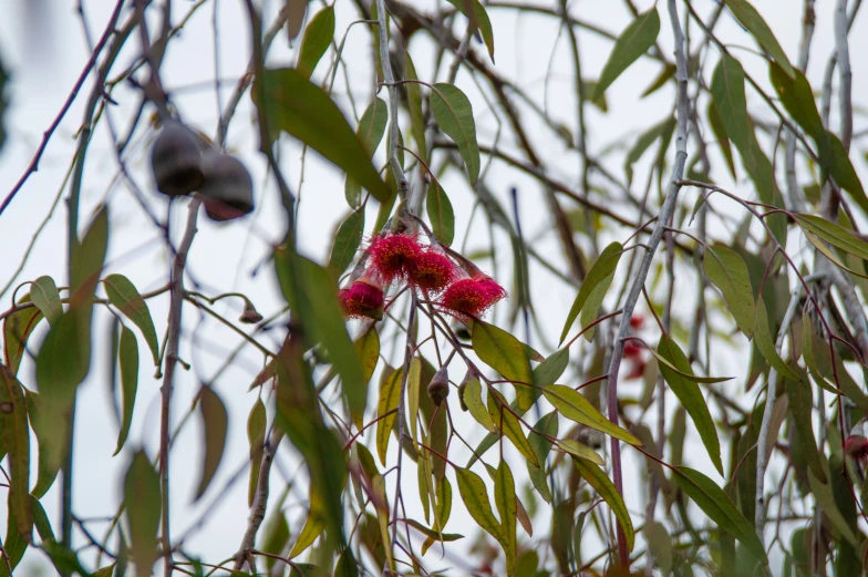 some pink flowers and leaves on tree nches