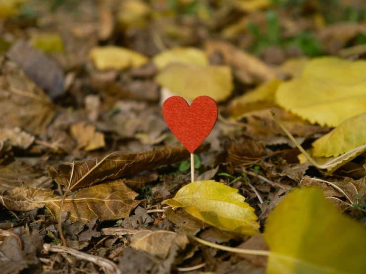 a red heart on a stick placed in the ground among leaves