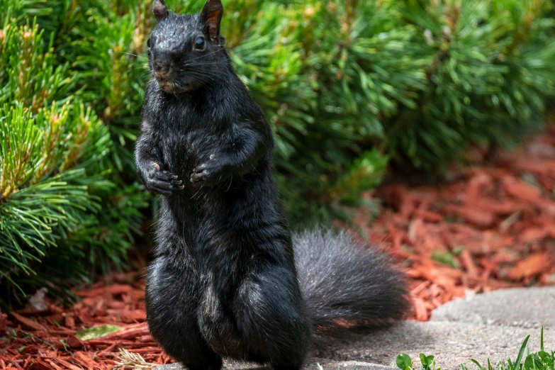 a squirrel sitting on its hind legs next to a pine tree